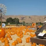 Spina Farms Pumpkin Patch photo
