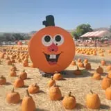 Spina Farms Pumpkin Patch photo