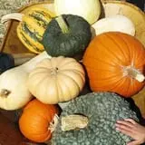 Spina Farms Pumpkin Patch photo