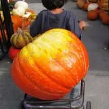 Spina Farms Pumpkin Patch photo