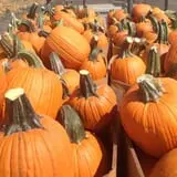 Spina Farms Pumpkin Patch photo