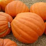 Spina Farms Pumpkin Patch photo