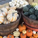 Spina Farms Pumpkin Patch photo