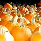 Spina Farms Pumpkin Patch photo