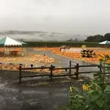 Spina Farms Pumpkin Patch photo