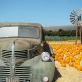 Spina Farms Pumpkin Patch photo