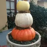 Spina Farms Pumpkin Patch photo