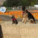 Spina Farms Pumpkin Patch photo
