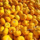 Spina Farms Pumpkin Patch photo