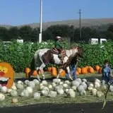 Spina Farms Pumpkin Patch photo