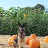 Spina Farms Pumpkin Patch photo
