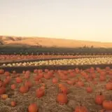 Spina Farms Pumpkin Patch photo