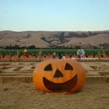 Spina Farms Pumpkin Patch photo