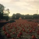 Spina Farms Pumpkin Patch photo