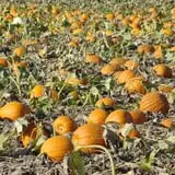 Spina Farms Pumpkin Patch photo
