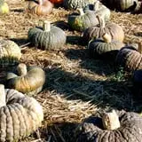 Spina Farms Pumpkin Patch photo