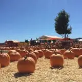 Spina Farms Pumpkin Patch photo