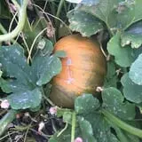 Spina Farms Pumpkin Patch photo