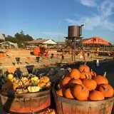 Spina Farms Pumpkin Patch photo