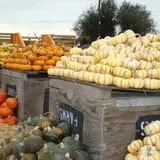Spina Farms Pumpkin Patch photo