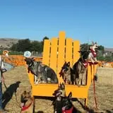 Spina Farms Pumpkin Patch photo
