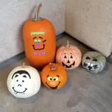 Spina Farms Pumpkin Patch photo