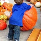 Spina Farms Pumpkin Patch photo