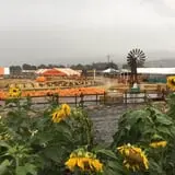 Spina Farms Pumpkin Patch photo