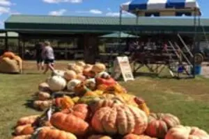 Carmichael's Pumpkin Patch