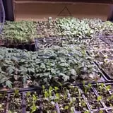 Malvitz Bay Farms photo