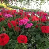 Malvitz Bay Farms photo