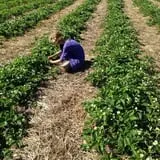 Malvitz Bay Farms photo