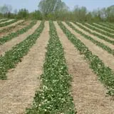 Malvitz Bay Farms photo