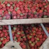 Malvitz Bay Farms photo