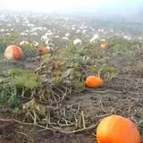 Appleberry Orchard photo
