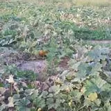 Appleberry Orchard photo
