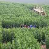 Appleberry Orchard photo