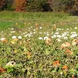 Appleberry Orchard photo