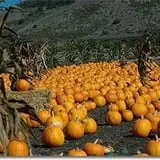 Appleberry Orchard photo