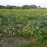 Appleberry Orchard photo