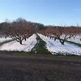 Belltown Hill Orchards Pick-Your-Own Pumpkin Patch photo