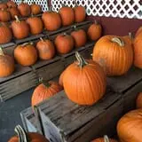 Belltown Hill Orchards Pick-Your-Own Pumpkin Patch photo