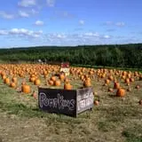 Belltown Hill Orchards Pick-Your-Own Pumpkin Patch photo