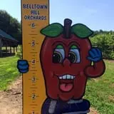 Belltown Hill Orchards Pick-Your-Own Pumpkin Patch photo