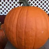 Belltown Hill Orchards Pick-Your-Own Pumpkin Patch photo
