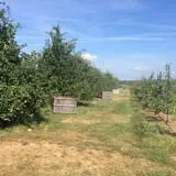 Belltown Hill Orchards Pick-Your-Own Pumpkin Patch photo