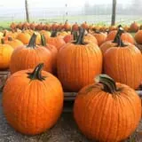 Lever Farms Fall Fun photo