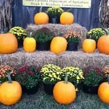 Lever Farms Fall Fun photo
