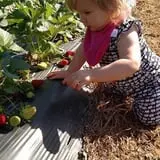 Lever Farms Fall Fun photo