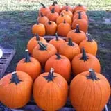 Lever Farms Fall Fun photo